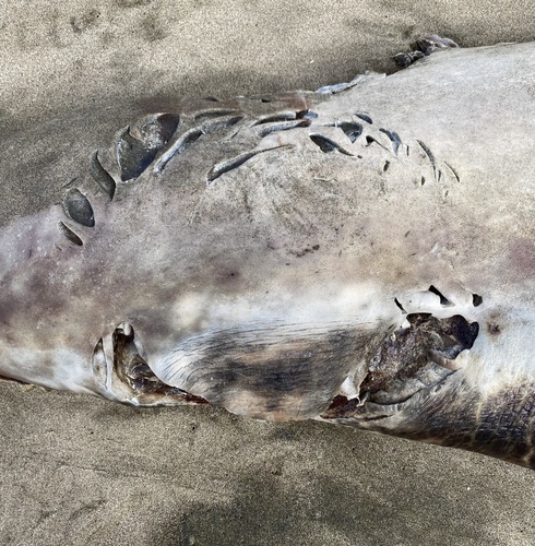 Great White Shark photographed in California