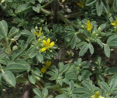 Cleomella obtusifolia
