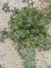 Cleomella obtusifolia