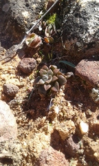 Anacampseros retusa