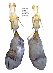 Eupithecia albicapitata