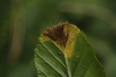 Orchestes fagi