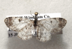 Eupithecia albicapitata