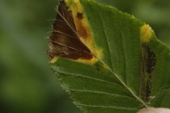 Orchestes fagi