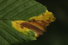 Orchestes fagi