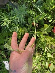 Sidalcea oregana calva