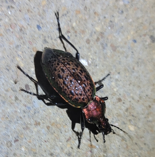 Carabus elysii