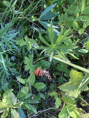 Sidalcea oregana calva