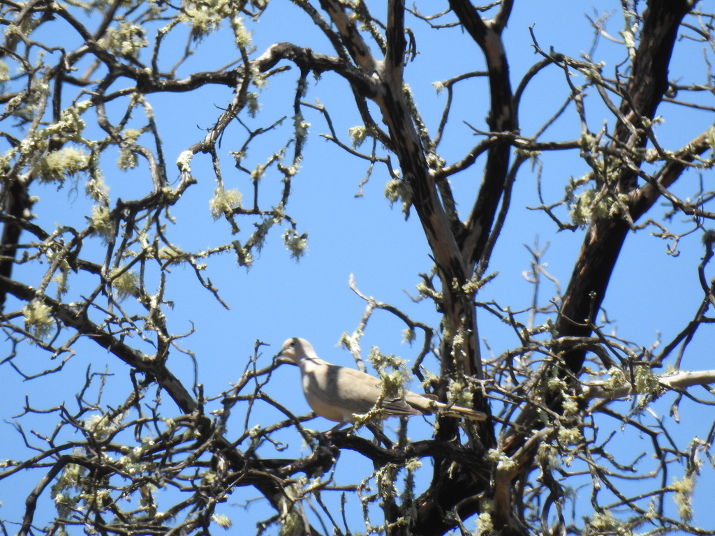 Eurasian CollaredDove from Sonoma, California, United States on June 27, 2022 at 1120 AM by