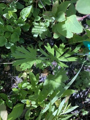 Sidalcea oregana calva