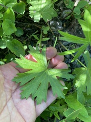 Sidalcea oregana calva