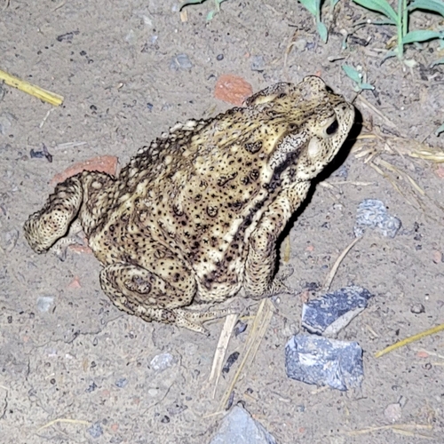 Asiatic Toad