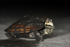 Mauremys mutica mutica