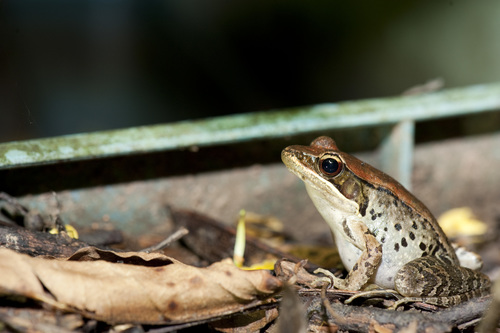 Olive Frog, Nidirana adenopleura