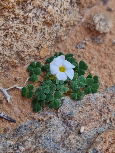 Oxalis sonderiana image