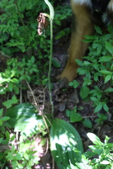 Cypripedium acaule image