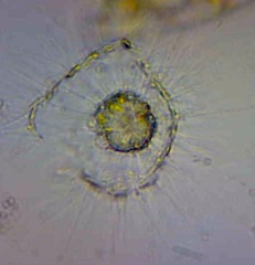 Heliozoa