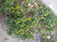 Matricaria discoidea