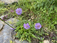 Scabiosa lucida