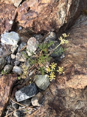 Lomatium torreyi