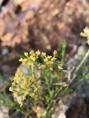 Lomatium torreyi