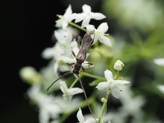 Molorchus umbellatarum