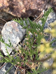Lomatium torreyi