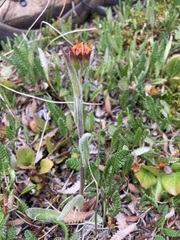 Tephroseris lindstroemii