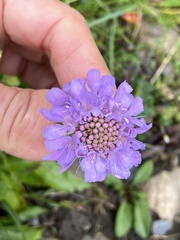 Scabiosa lucida