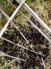 Dolichoderus mariae