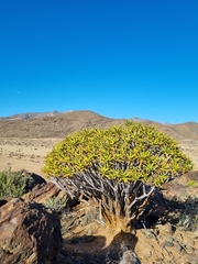 Aloidendron ramosissimum image