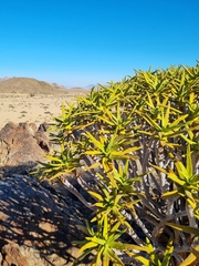 Aloidendron ramosissimum image