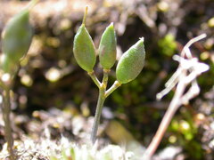 Draba hoppeana