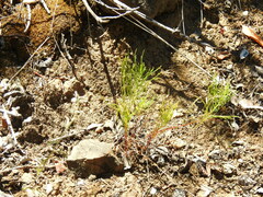 Erigeron reductus
