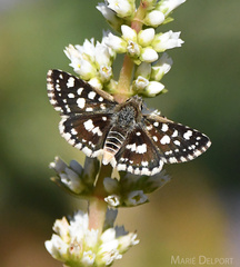 Ernsta dromus