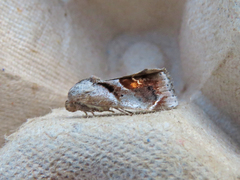 Tarache terminimaculata