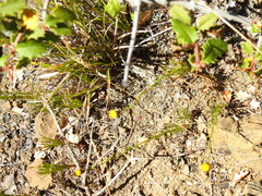 Erigeron reductus