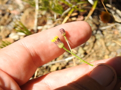 Erigeron reductus