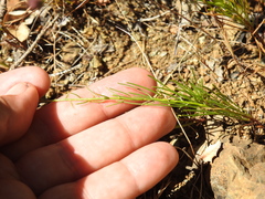 Erigeron reductus