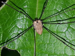 Leiobunum nigropalpi