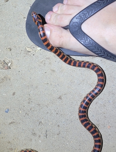 Red-banded Snake