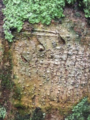 Ursus thibetanus formosanus