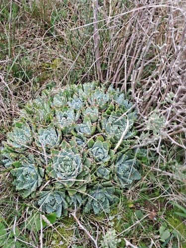 Aloe brevifolia