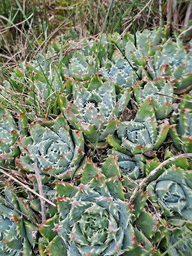 Aloe brevifolia