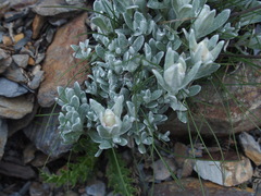 Anaphalis nepalensis