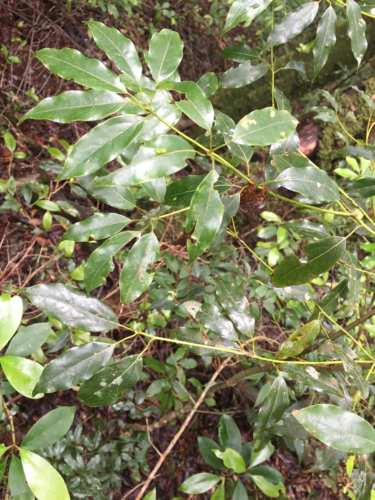 Neolitsea acuminatissima
