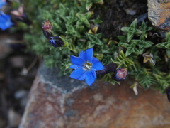 Gentiana arisanensis