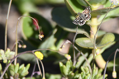 Crassothonna capensis