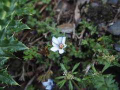 Gentiana arisanensis