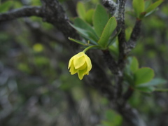 Berberis morrisonensis